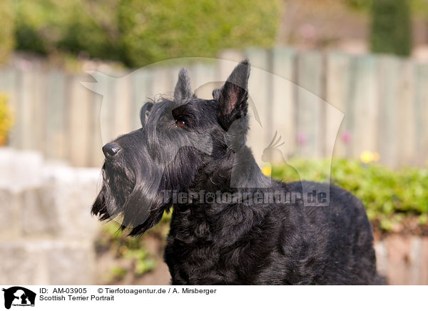 Scottish Terrier Portrait / AM-03905