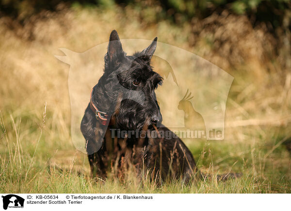 sitzender Scottish Terrier / KB-05634