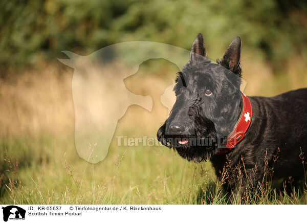 Scottish Terrier Portrait / KB-05637