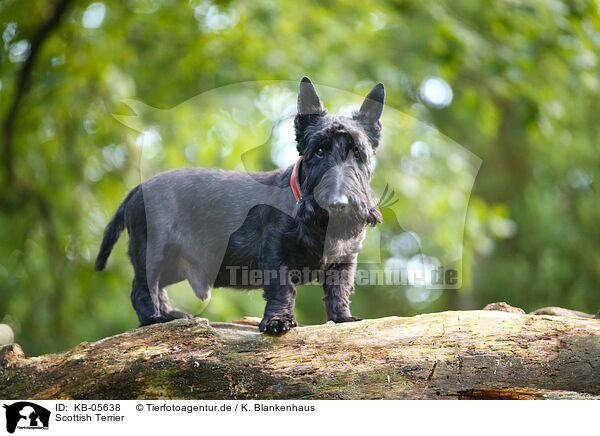 Scottish Terrier / Scottish Terrier / KB-05638