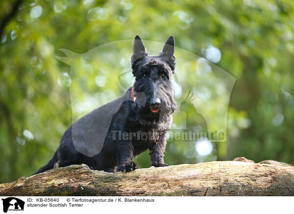 sitzender Scottish Terrier / sitting Scottish Terrier / KB-05640