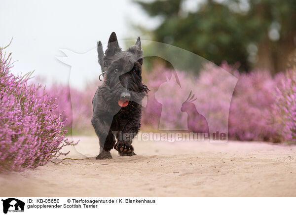 galoppierender Scottish Terrier / galopping Scottish Terrier / KB-05650