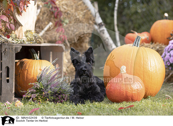 Scotch Terrier im Herbst / Scotch Terrier at autumn / MAH-02439