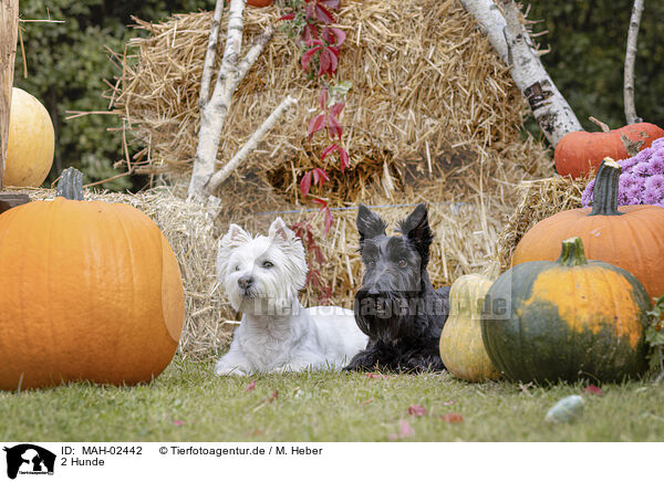 2 Hunde / 2 dogs / MAH-02442