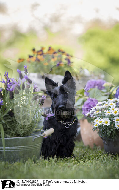 schwarzer Scottish Terrier / MAH-02827
