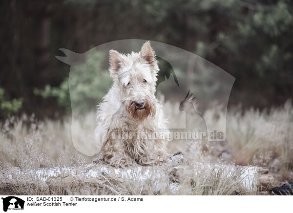 weier Scottish Terrier / white Scottish Terrier / SAD-01325