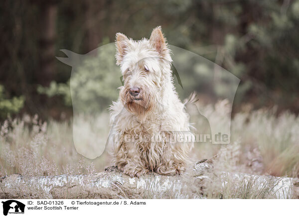 weier Scottish Terrier / SAD-01326