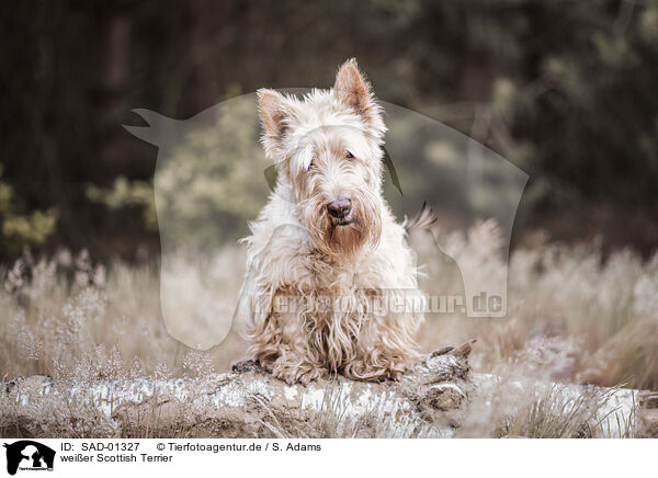 weier Scottish Terrier / SAD-01327