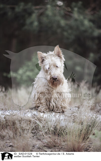 weier Scottish Terrier / SAD-01328