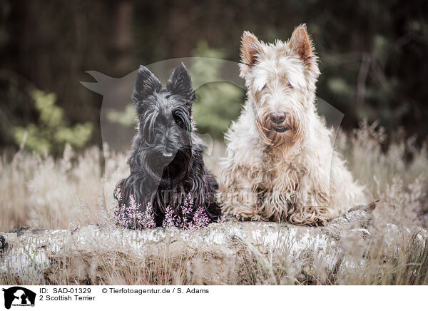 2 Scottish Terrier / 2 Scottish Terrier / SAD-01329