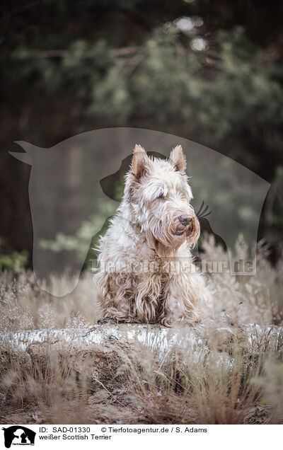 weier Scottish Terrier / SAD-01330