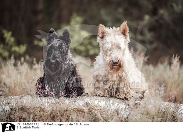 2 Scottish Terrier / 2 Scottish Terrier / SAD-01331