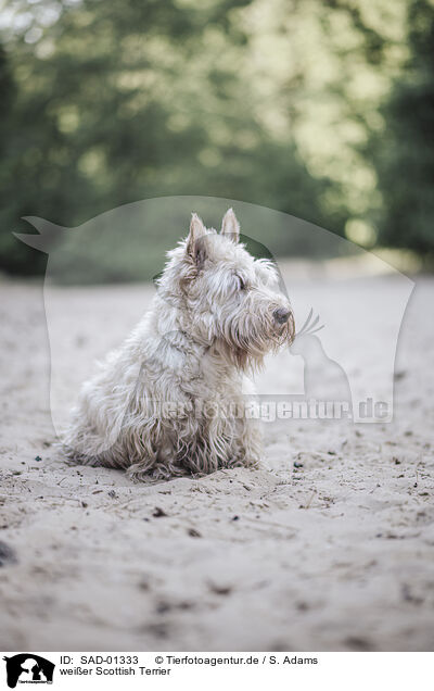 weier Scottish Terrier / SAD-01333