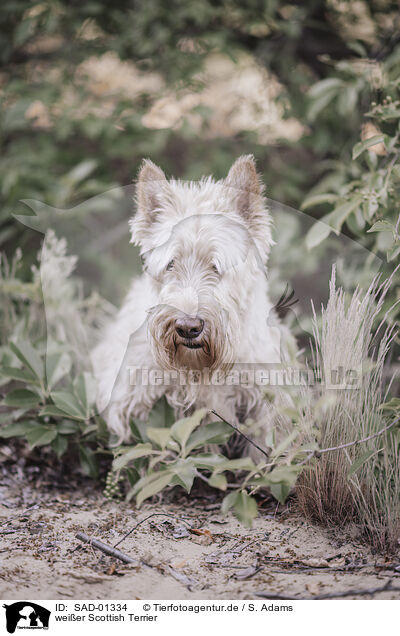 weier Scottish Terrier / white Scottish Terrier / SAD-01334