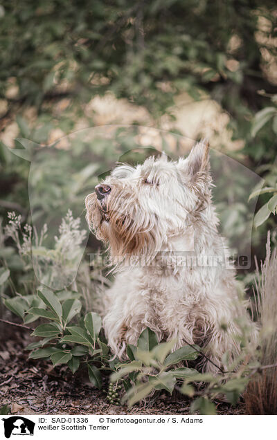 weier Scottish Terrier / SAD-01336