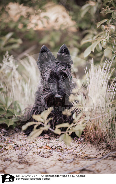 schwarzer Scottish Terrier / SAD-01337