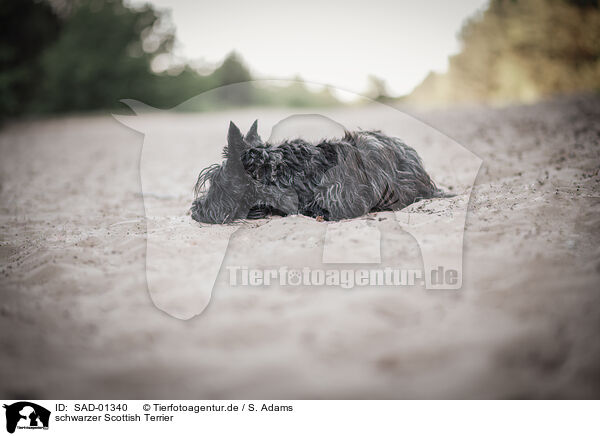 schwarzer Scottish Terrier / SAD-01340