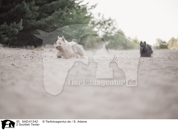 2 Scottish Terrier / 2 Scottish Terrier / SAD-01342