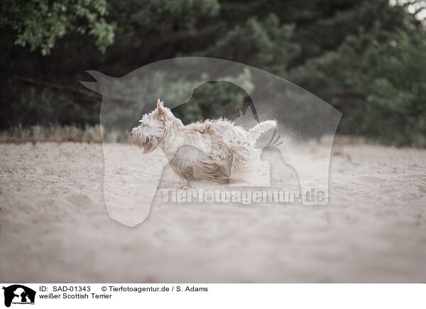 weier Scottish Terrier / SAD-01343