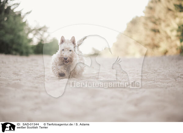 weier Scottish Terrier / white Scottish Terrier / SAD-01344