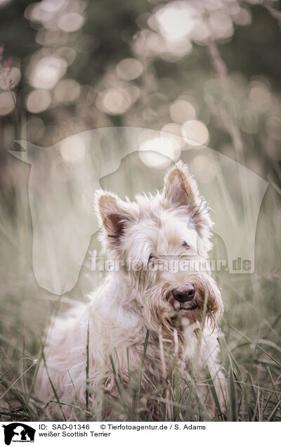 weier Scottish Terrier / SAD-01346