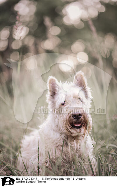 weier Scottish Terrier / white Scottish Terrier / SAD-01347