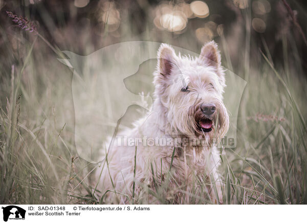 weier Scottish Terrier / SAD-01348