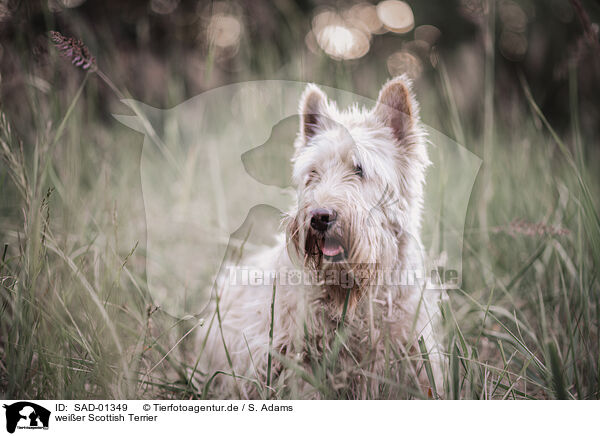 weier Scottish Terrier / SAD-01349