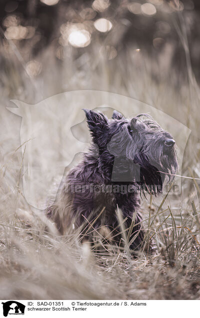schwarzer Scottish Terrier / SAD-01351