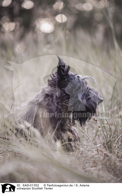 schwarzer Scottish Terrier / SAD-01352
