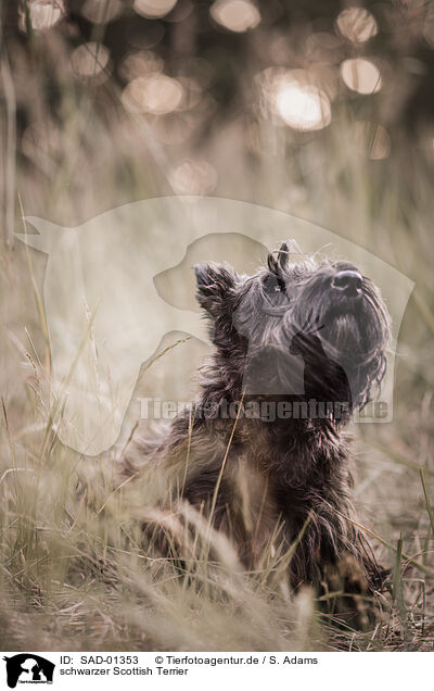 schwarzer Scottish Terrier / SAD-01353