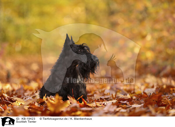 Scottish Terrier / Scottish Terrier / KB-19423