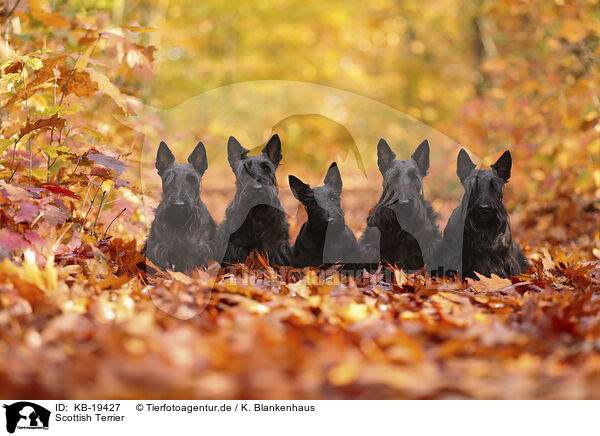 Scottish Terrier / KB-19427