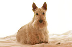 Scottish Terrier