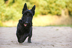 galoppierender Scottish Terrier