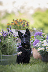 schwarzer Scottish Terrier