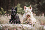 2 Scottish Terrier