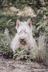 weißer Scottish Terrier