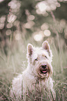weißer Scottish Terrier