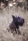 schwarzer Scottish Terrier