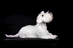 Sealyham Terrier