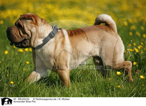 rennender Shar Pei / running Shar Pei / RR-20233