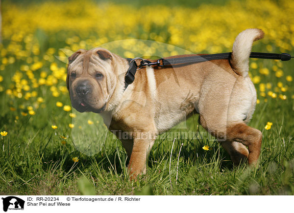 Shar Pei auf Wiese / RR-20234