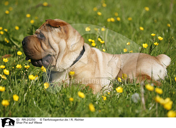 Shar Pei auf Wiese / RR-20250