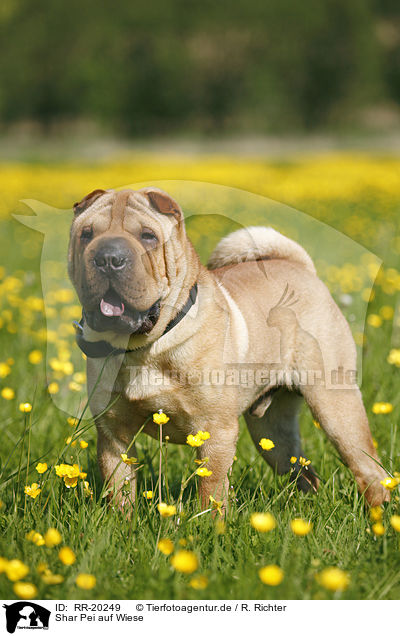 Shar Pei auf Wiese / RR-20249