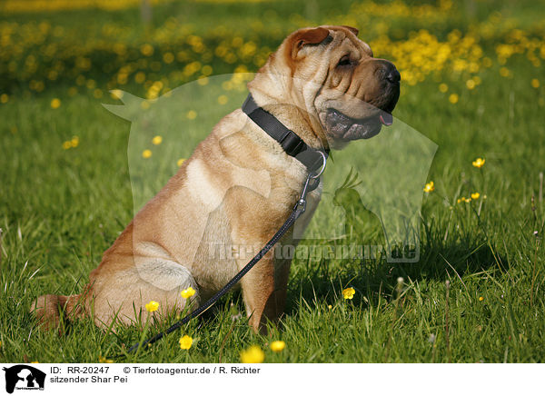 sitzender Shar Pei / RR-20247