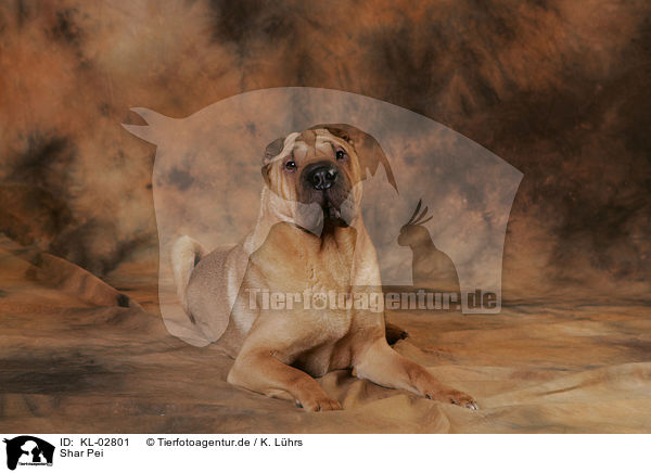 Shar Pei / Shar Pei / KL-02801