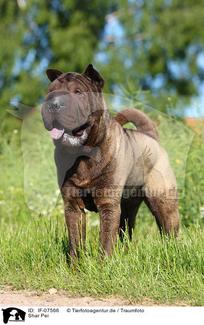 Shar Pei / Shar Pei / IF-07566