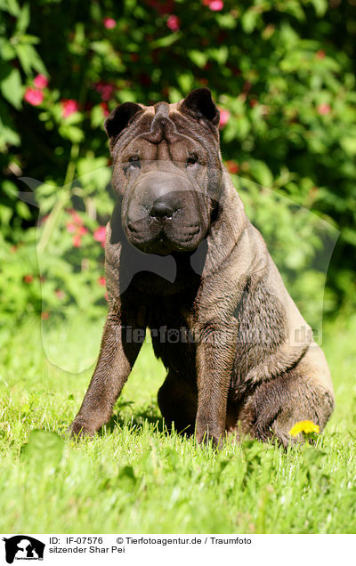 sitzender Shar Pei / sitting Shar Pei / IF-07576