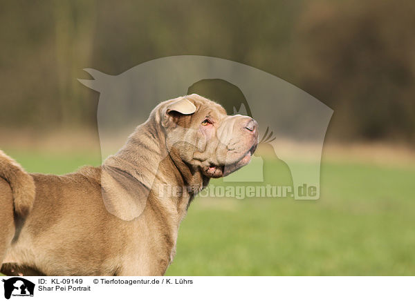 Shar Pei Portrait / Shar Pei Portrait / KL-09149